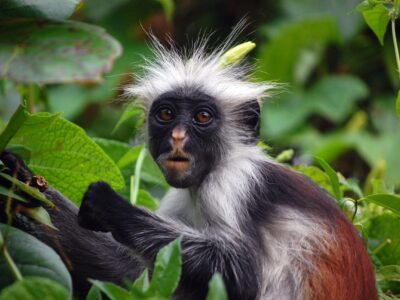 Jozani-Forest-1-scaled